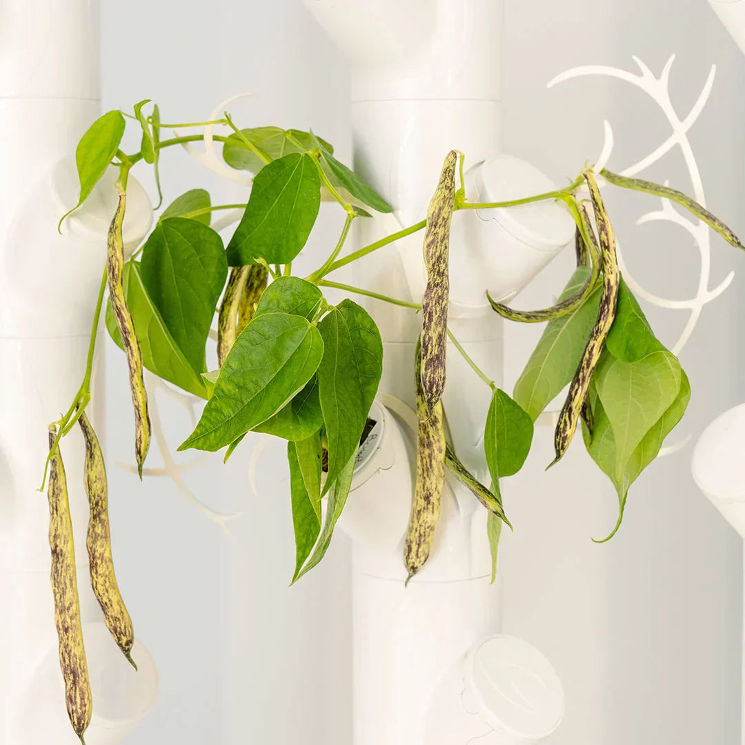 Árvore Jade Imperial - Planta Artificial Decorativa Premium