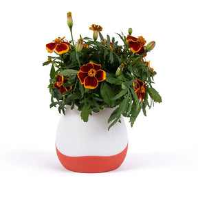  - Planta Artificial Decorativa Premium